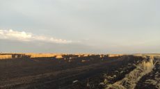 На Харьковщине — новый пожар на пшеничном поле (фото)