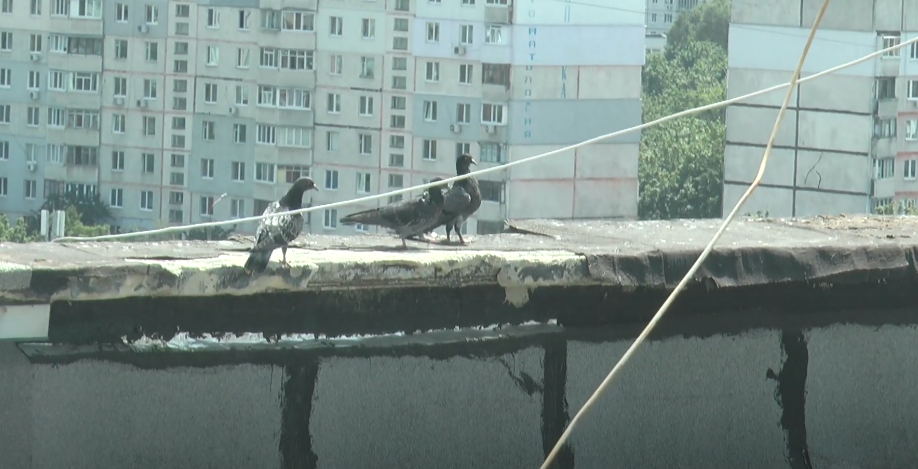 У Харкові мешканці багатоповерхівки борються із голубами (відео)