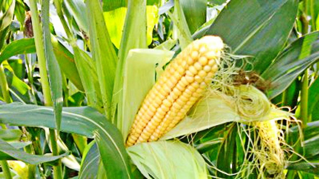 Вьетнам может отказаться от украинской кукурузы