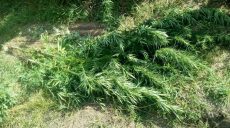 Полиция Харьковщины изъяла у мужчины наркотики и оружие