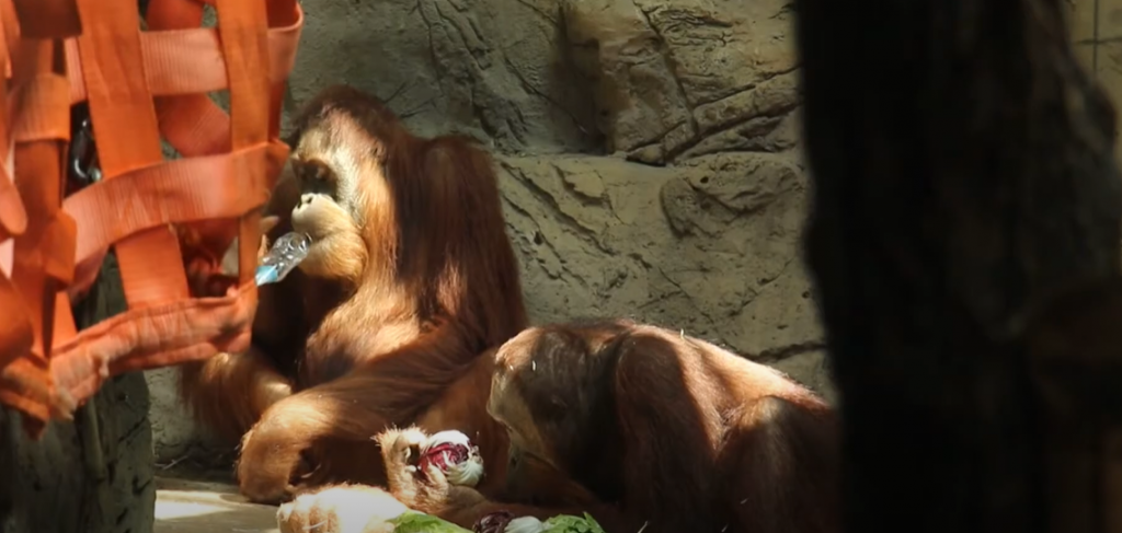 У Харкові орангутан привітав кохану з ювілеєм незвичайним перевтіленням (відео)