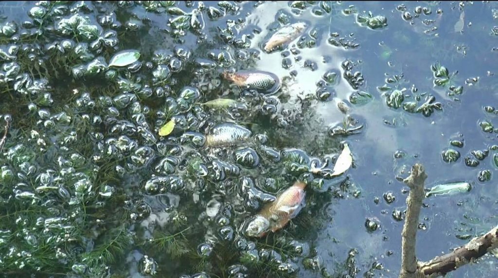 На пруду возле села Караван — мор рыбы  (фоторепортаж)