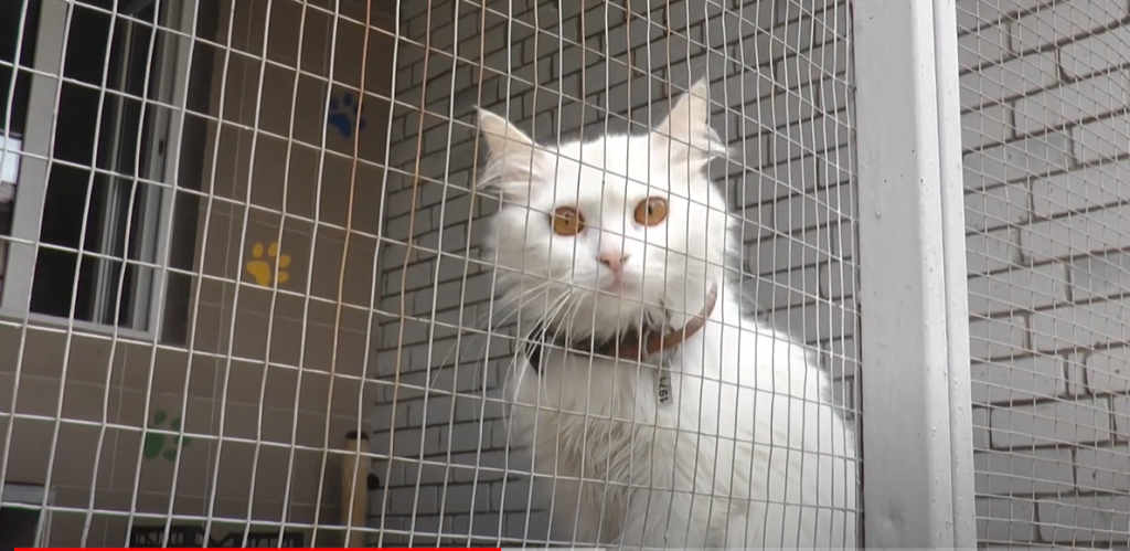 Що робити з безпритульними тваринами у Харкові: позиції комунальників і зоозахисників (відео)