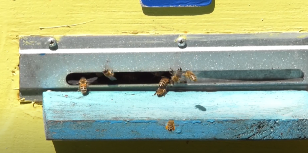Чи буде мед-2020: у Харківській області масово гинуть бджоли (відео)