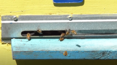 Чи буде мед-2020: у Харківській області масово гинуть бджоли (відео)