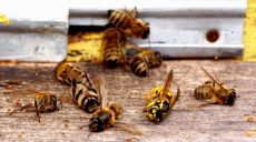 В Харьковской области массово гибнут пчелы