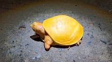 Очень редкий вид черепахи обнаружили в Индии (фото)