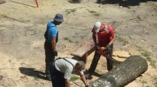 В Харьковской области спилили здоровые деревья на сумму 630 тыс. гривен