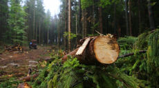 За 544 дуби – понад 9 млн грн: на Харківщині намагаються оштрафувати лісництво за незаконну рубку дерев