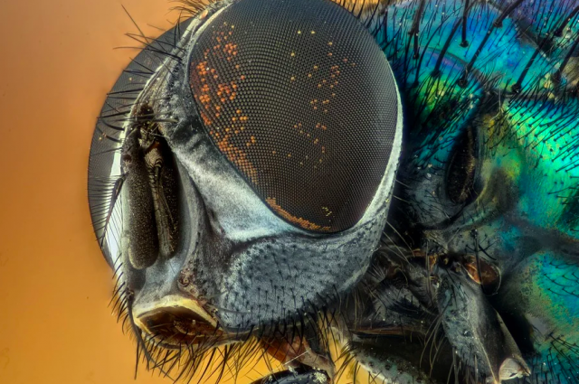 В Австралии ученые назвали новые виды мух в честь героев Marvel