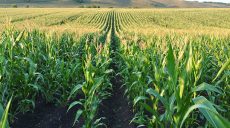 На Харківщині на полях кукурудзи і соняшнику поширилися хвороби