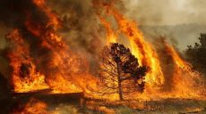 Волонтеры будут помогать тушить лесные пожары