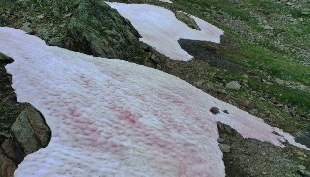 Розовый снег: ледники в Италии изменили цвет