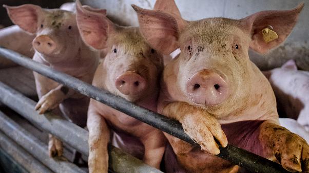 У Китаї виявили новий штам так званого свинячого грипу