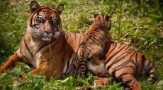 В Тайланде благодаря скрытым камерам удалось увидеть редких тигров в естественной среде (фото)