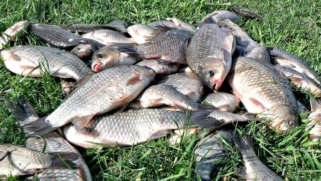 Незаконно выловленную рыбу изъяли у браконьеров на Харьковщине