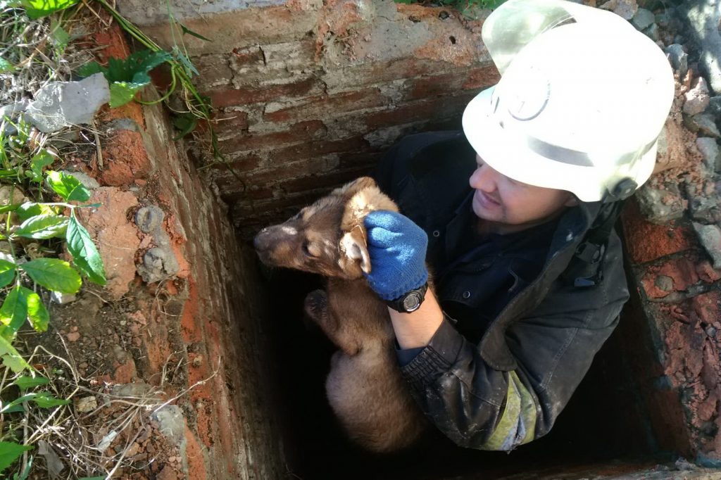 В Валках спасатели достали щенка из канализации (фото)