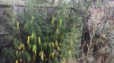 Больше 150 кустов конопли изъяли у мужчины на Харьковщине (фото)