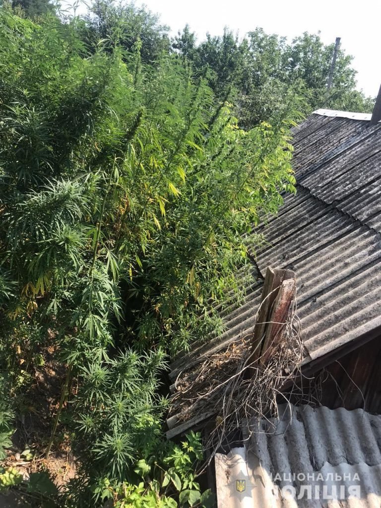 В Купянске у местного жителя изъяли коноплю (фото)