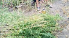 Полицейские нашли еще 70 кустов конопли у жителя Барвенково (фото)