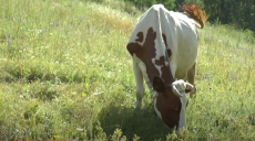Що заважає селянам Харківщини розвивати власне виробництво молока (відео)