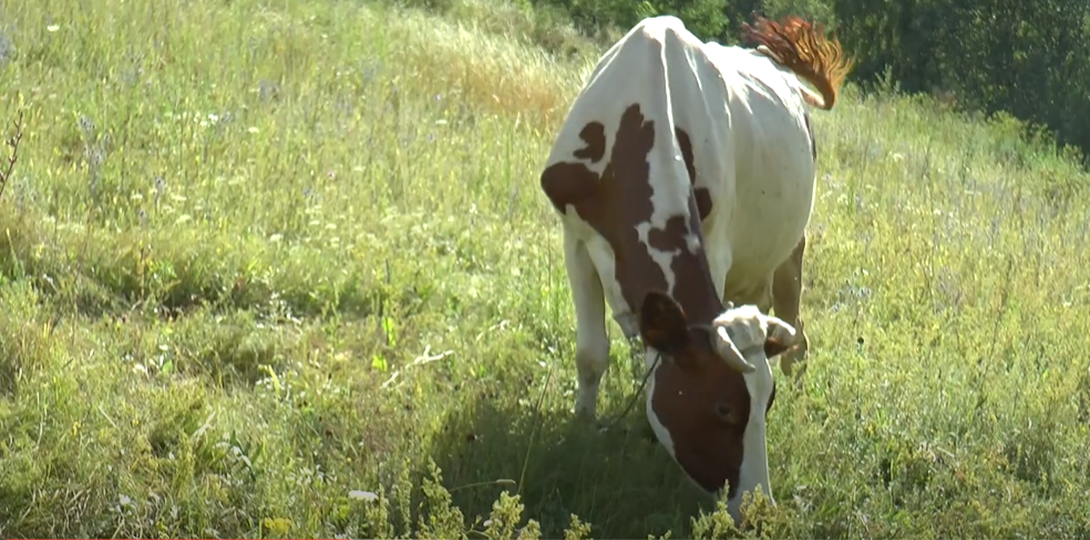 Що заважає селянам Харківщини розвивати власне виробництво молока (відео)