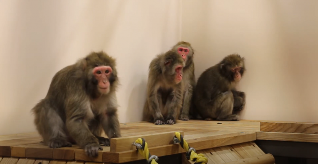Для харківських макак у зоопарку обладнали нову експозицію «Далекий схід» (відео)