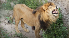Всесвітній день лева: у Харківському зоопарку розповіли про особливості своїх підопічних (відео)