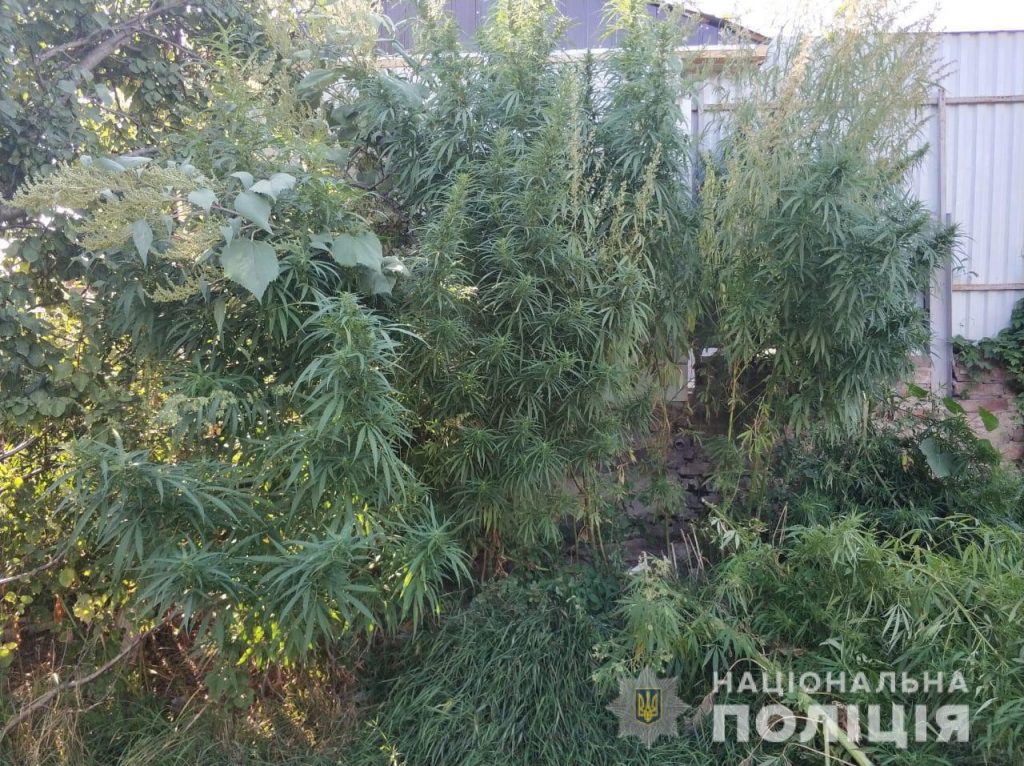 В Купянске у местного жителя в огороде нашли 85 кустов конопли (фото)