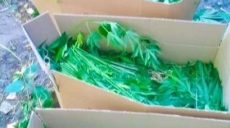 В лесополосе Харькова полицейские обнаружили 100 кг конопли (фото)