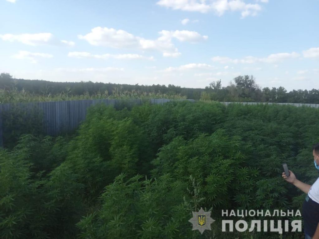 На Харьковщине двое жителей Донецкой области обустроили плантацию конопли (фото)