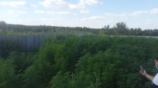 На Харьковщине двое жителей Донецкой области обустроили плантацию конопли (фото)