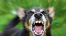 Вакцину против бешенства скинут с самолетов над Харьковщиной