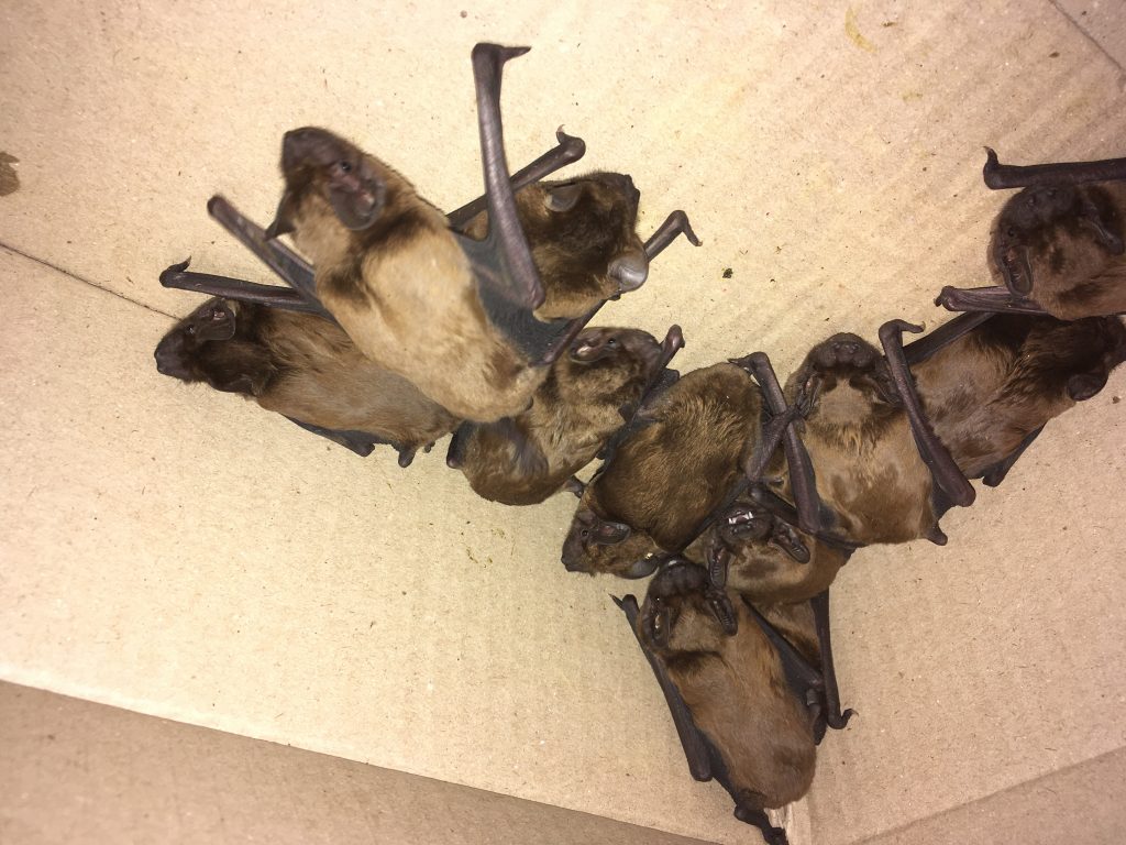 У Харкові зграя кажанів залетіла в офіс (відео, фото)