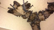 У Харкові зграя кажанів залетіла в офіс (відео, фото)