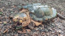 В США нашли гигантских черепах (фото)