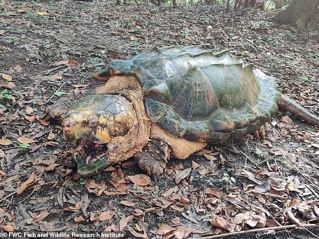 В США нашли гигантских черепах (фото)