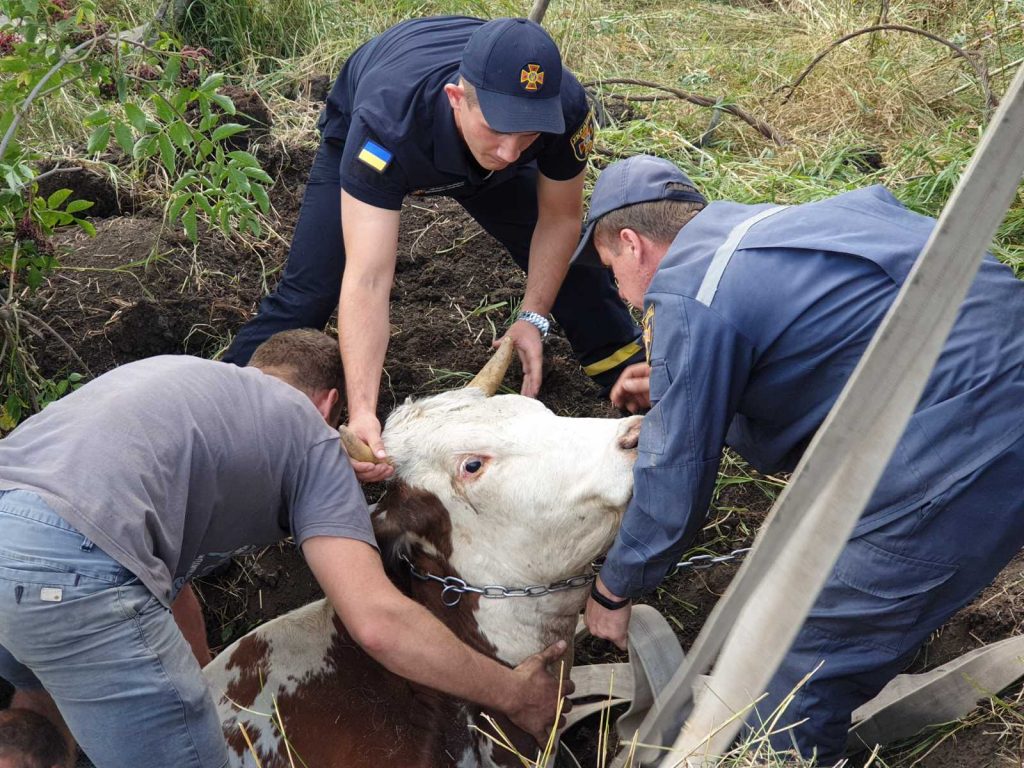 Спасатели вытащили корову, провалившуюся в заброшенный колодец (фото)