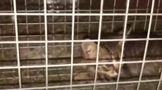 Як у Харкові кошеня рятували: відео