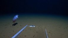 Ученые обнаружили глубоководного осьминога (фото)