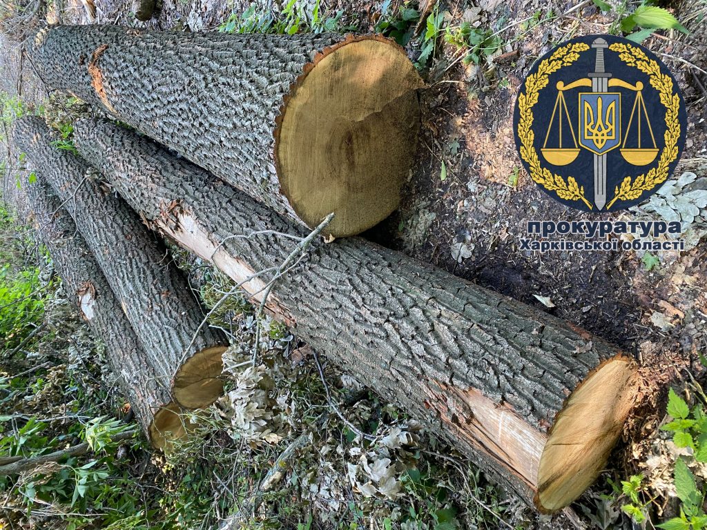 Жители Краснокутского района срубили деревьев на 1,5 млн грн: дело направлено в суд (фото)