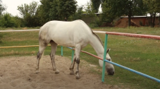 31 серпня у Харківському зоопарку святкували День коня (відео)