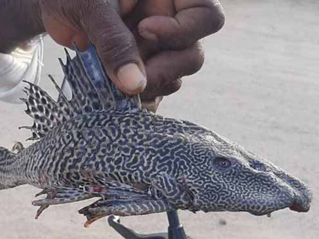 В Индии рыбак вытащил удочкой редкую рыбу весом 600 граммов (фото)