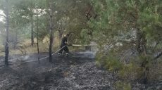 20 пожаров на открытых территориях: спасатели Харьковщины тушили сухостой, мусор и камыш (фото)