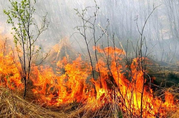 Получить рак и сесть на 15 лет: чем грозит сжигание травы жителям Харьковщины