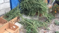 У жителя Харьковщины обнаружили наркосодержащие растения (фото)