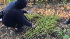 Наркотичні рослини вилучили у жителя Харківщини (фото)