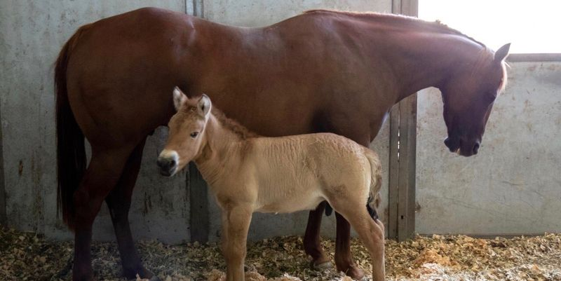 В США клонировали лошадь Пржевальского (фото, видео)