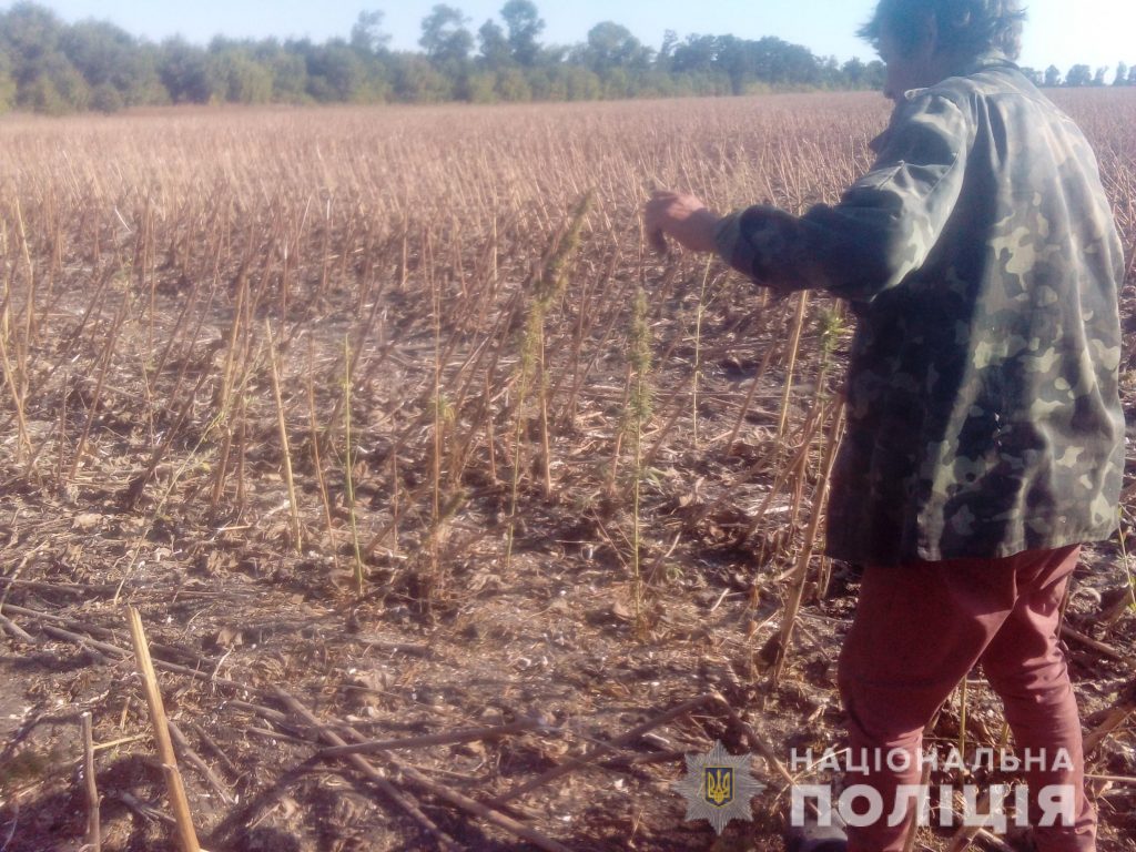 На Харьковщине обнаружена наркоплантация (фото)