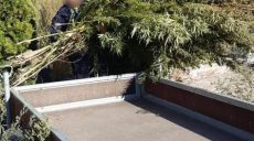 Житель Харьковщины вырастил 130 кустов конопли для собственного употребления (фото)